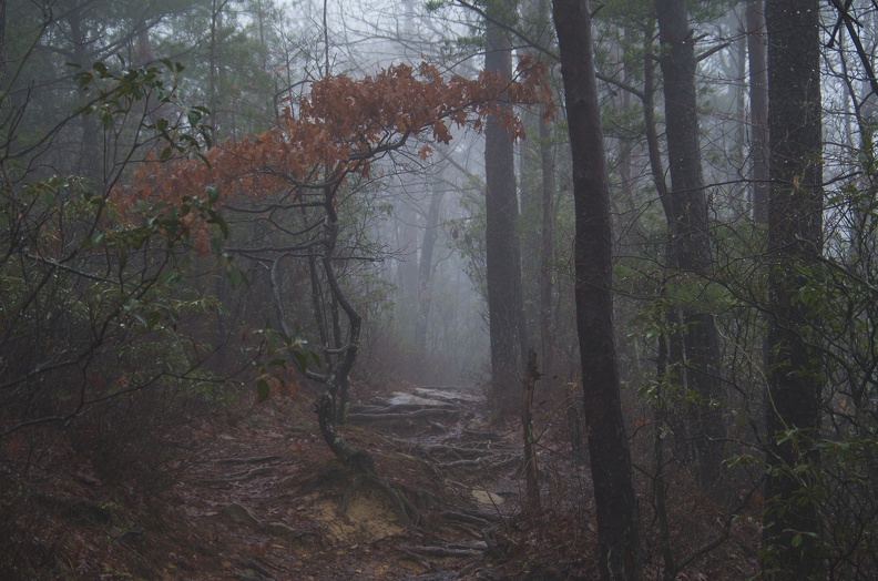 Fog and rain11.jpg